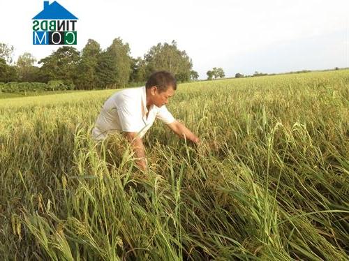 Hình ảnh Vĩnh Hậu, An Giang