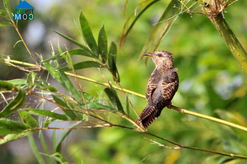 Hình ảnh Sơn Kiên, An Giang