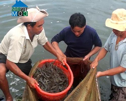 Hình ảnh Đông Hưng, An Giang