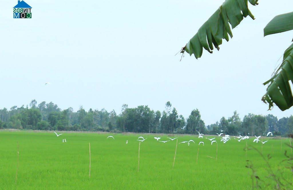 Hình ảnh Gò Quao, An Giang