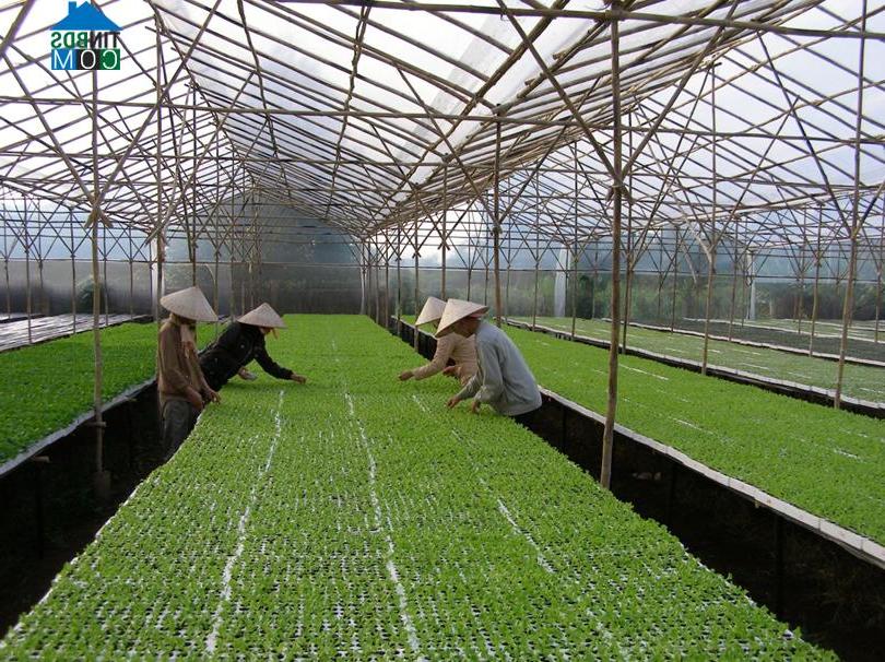 Hình ảnh Phú Tân, An Giang