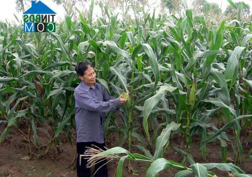 Hình ảnh Mão Điền, Bắc Ninh