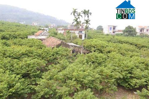 Hình ảnh Nghĩa Phương, Bắc Ninh