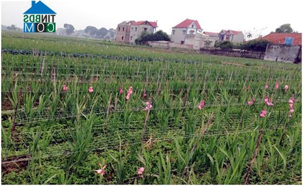 Hình ảnh Tân Dĩnh, Bắc Ninh