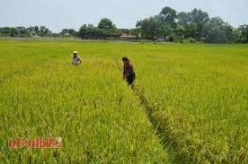 Hình ảnh Quỳnh Lưu, Nghệ An