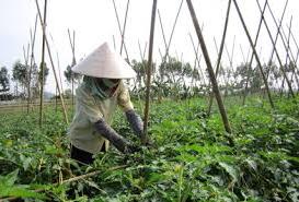 Hình ảnh Đại Hoàng, Ninh Bình