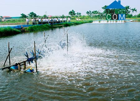 Hình ảnh Kim Đông, Ninh Bình