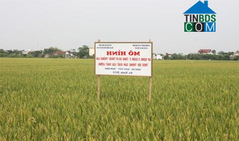 Hình ảnh Giao Phúc, Ninh Bình