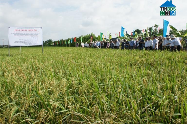 Hình ảnh Minh Thái, Ninh Bình