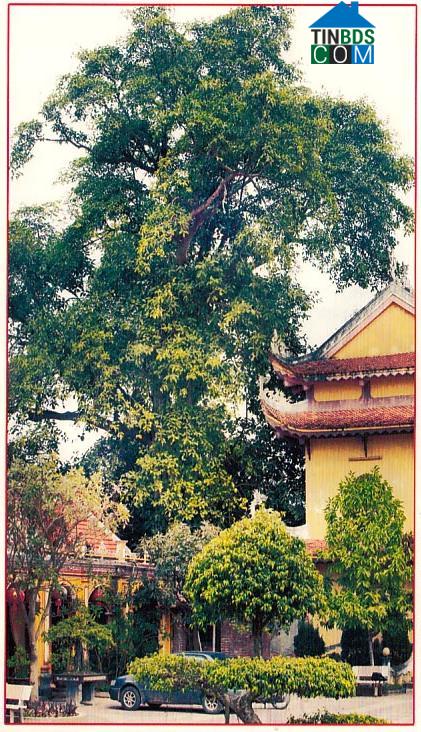 Hình ảnh Ninh Cường, Ninh Bình