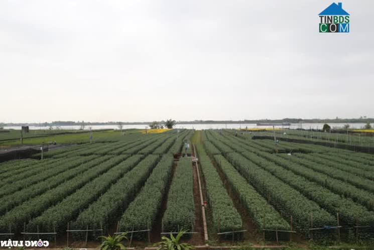 Hình ảnh Thiên Trường, Ninh Bình