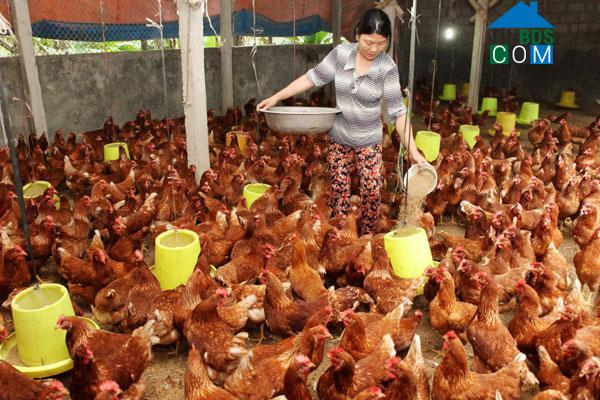 Hình ảnh Vĩnh Trụ, Ninh Bình