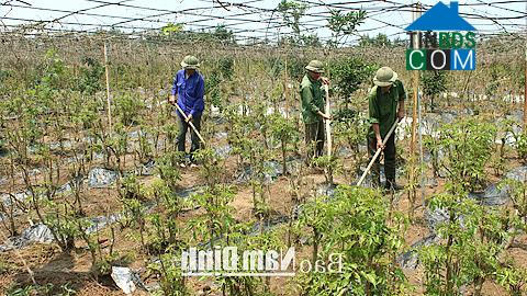 Hình ảnh Xuân Hồng, Ninh Bình