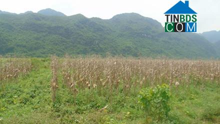 Hình ảnh Gia Lâm, Ninh Bình