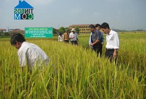 Hình ảnh Hoàng An, Phú Thọ