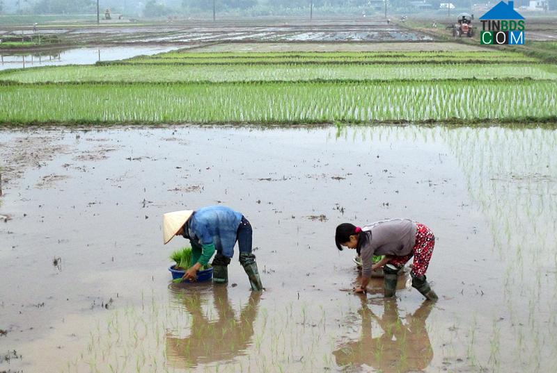 Hình ảnh Hoàng Cương, Phú Thọ