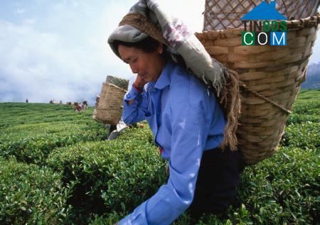 Hình ảnh Hội Thịnh, Phú Thọ