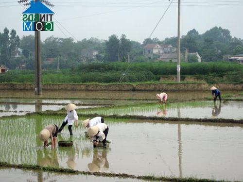 Hình ảnh Phong Châu, Phú Thọ