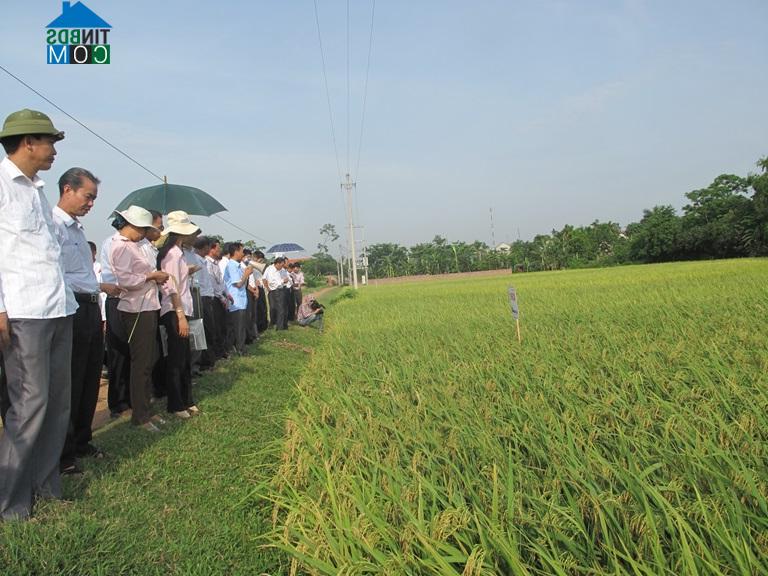 Hình ảnh Liên Châu, Phú Thọ
