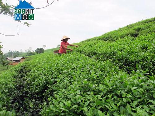 Hình ảnh Long Cốc, Phú Thọ