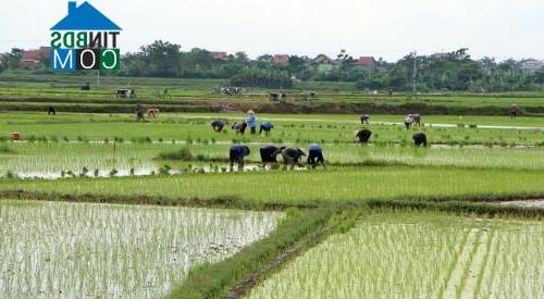 Hình ảnh Thổ Tang, Phú Thọ