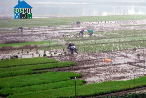 Hình ảnh Thanh Miếu, Phú Thọ