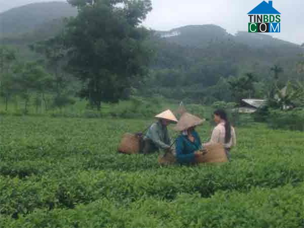 Hình ảnh Thanh Sơn, Phú Thọ