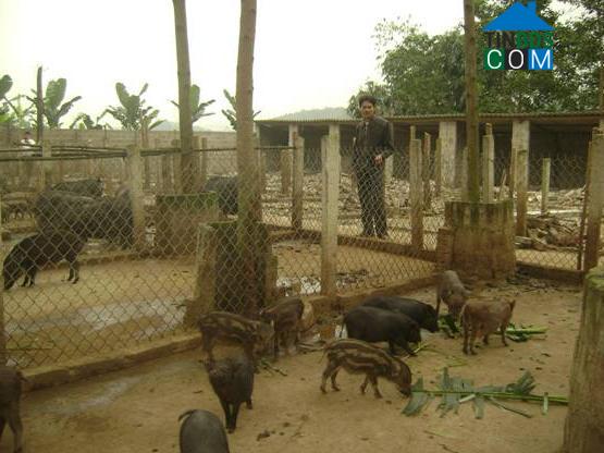 Hình ảnh Yên Phú, Phú Thọ