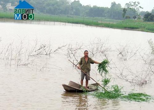 Hình ảnh Vĩnh Chân, Phú Thọ