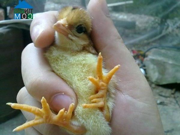 Hình ảnh Xuân Đài, Phú Thọ