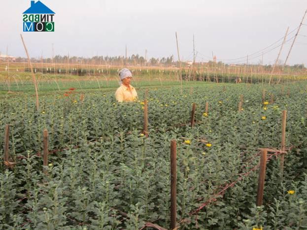 Hình ảnh Xuân Lãng, Phú Thọ