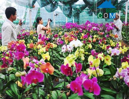 Hình ảnh Đình Cương, Quảng Ngãi