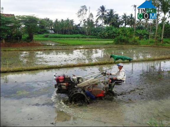 Hình ảnh Ba Vì, Quảng Ngãi