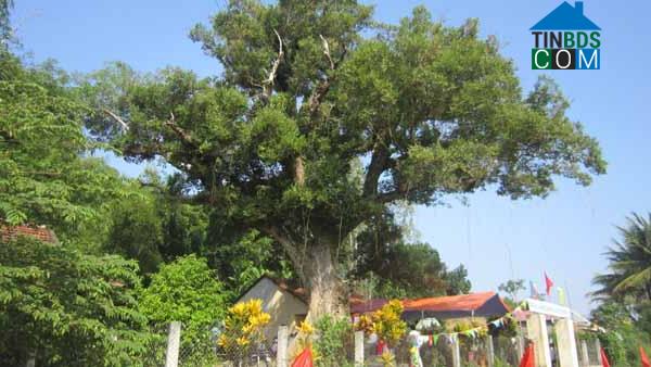 Hình ảnh Bình Chương, Quảng Ngãi