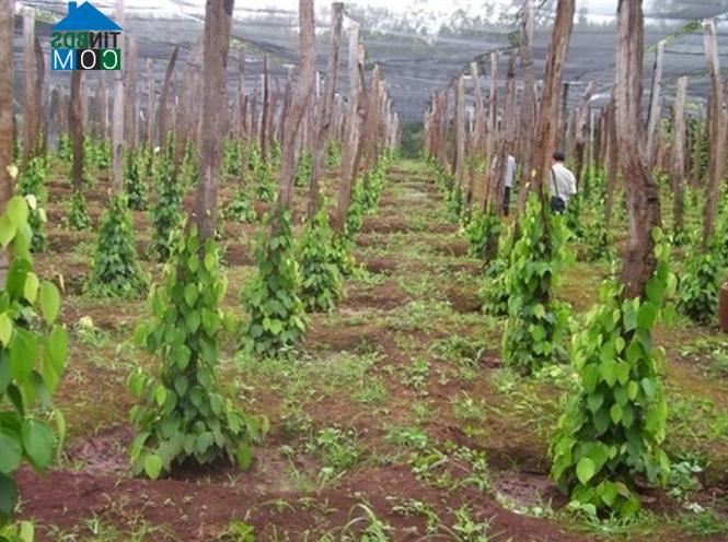 Hình ảnh Lộc Hưng, Đồng Nai