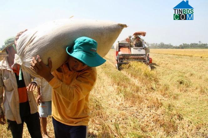 Hình ảnh Mỹ Thiện, Đồng Tháp