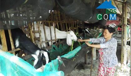 Hình ảnh Tân Hòa, Đồng Tháp