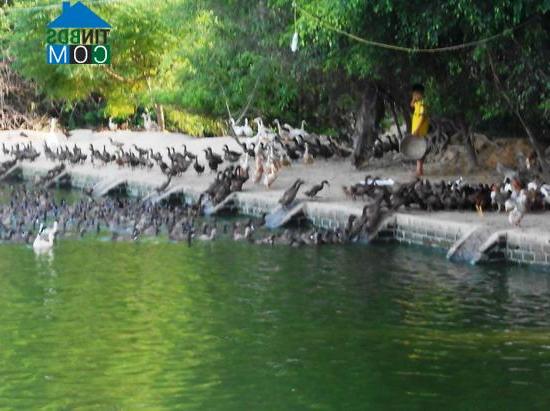 Hình ảnh An Nhơn Nam, Gia Lai