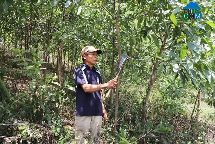 Hình ảnh Cửu An, Gia Lai