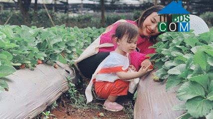 Hình ảnh KDang, Gia Lai