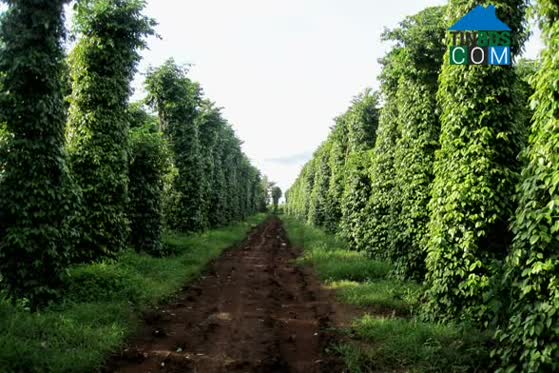 Hình ảnh Ia Hrú, Gia Lai