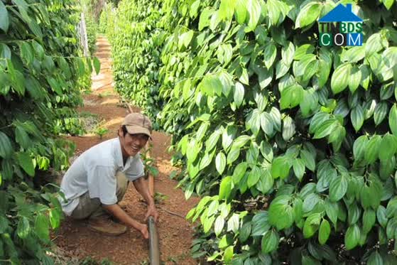 Hình ảnh Ia Pia, Gia Lai