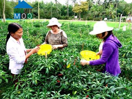 Hình ảnh Phù Mỹ, Gia Lai