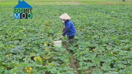 Hình ảnh Hồng Quang, Hưng Yên