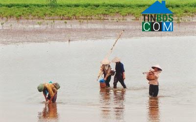 Hình ảnh Đông Thụy Anh, Hưng Yên