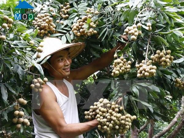 Hình ảnh Sơn Nam, Hưng Yên