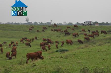 Hình ảnh Tân Hưng, Hưng Yên
