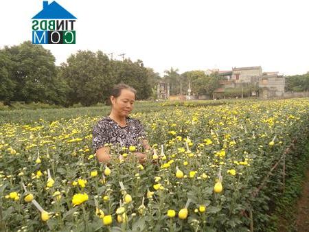 Hình ảnh Như Quỳnh, Hưng Yên