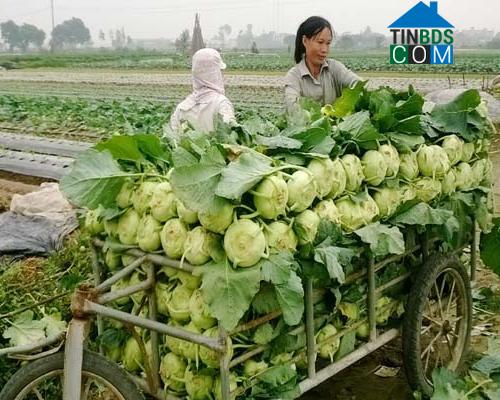 Hình ảnh Quỳnh Phụ, Hưng Yên