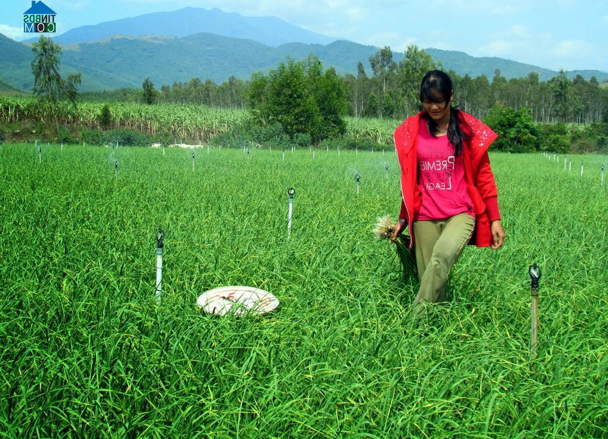 Hình ảnh Bắc Ninh Hòa, Khánh Hòa